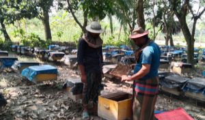 মধু সংগ্রহে নেমেছেন সাতক্ষীরার ভ্রাম্যমাণ মৌ-চাষীরা/The itinerant bee-farmers of Satkhira have come to collect honey